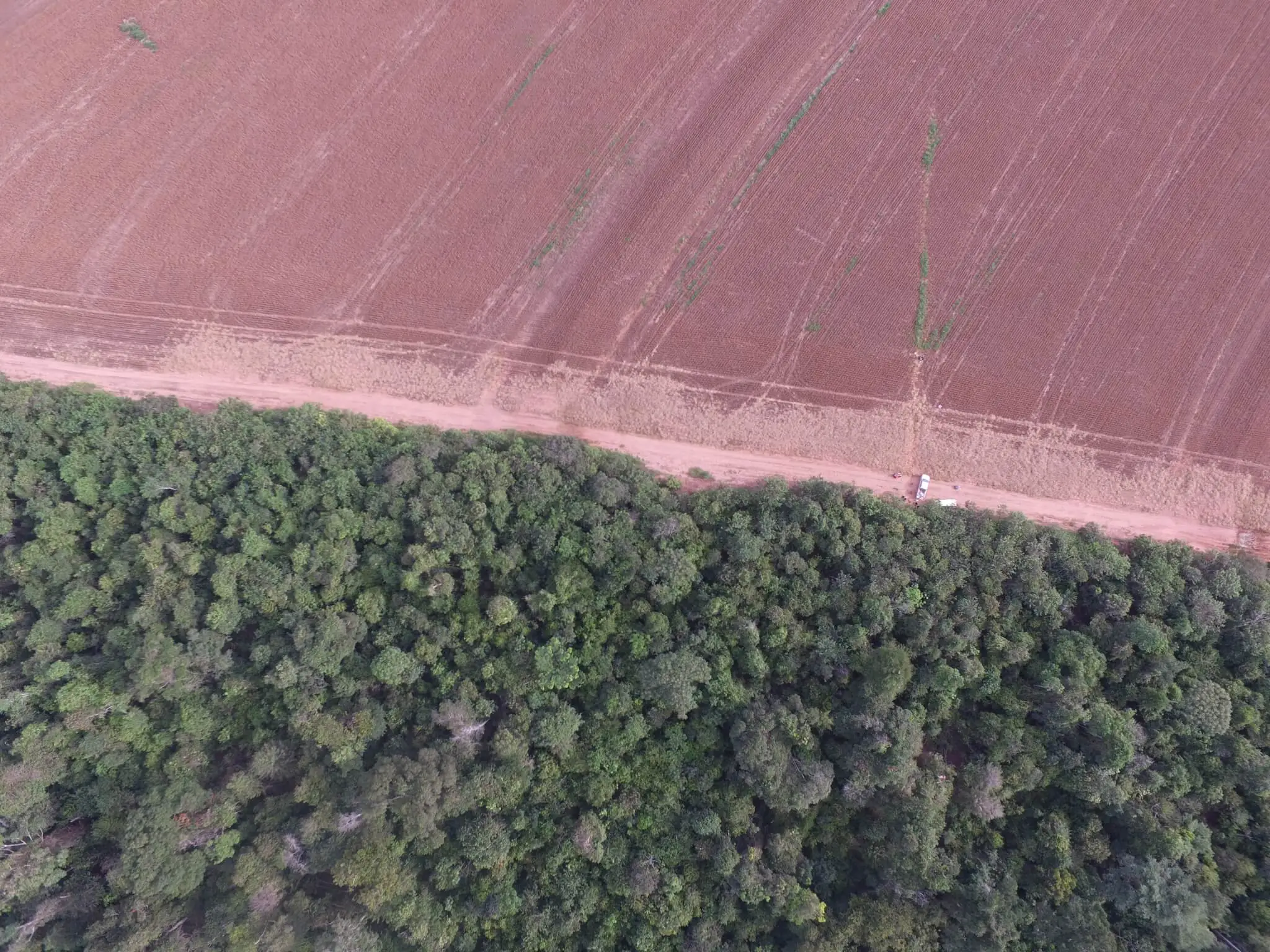 Biodiversidade da Amazônia e Cerrado sofre com delimitação de biomas