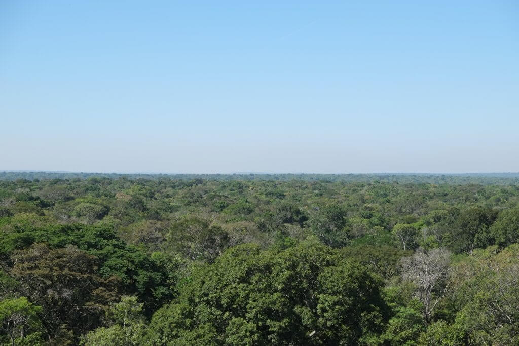 Copa de árvores na transição entre a Amazônia e o Cerrado. Foto: Paulo Brando/IPAM