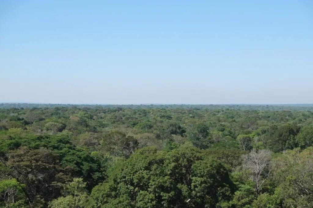 Copa de árvores na transição entre a Amazônia e o Cerrado. Foto: Paulo Brando/IPAM
