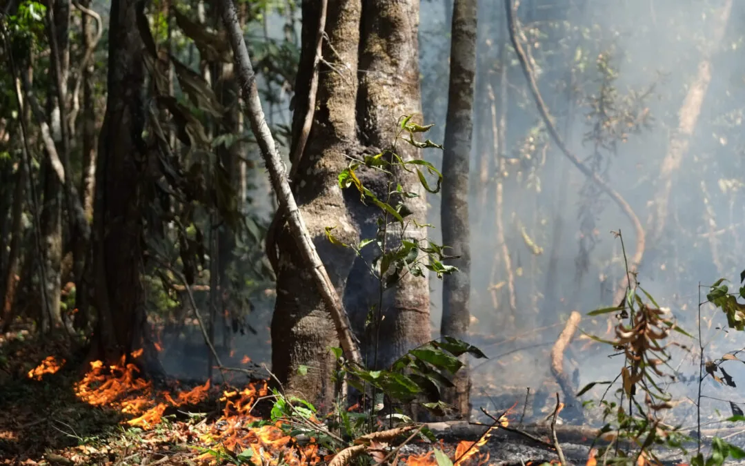 Deforestation on Amazonian public lands takes off and could fuel fire season