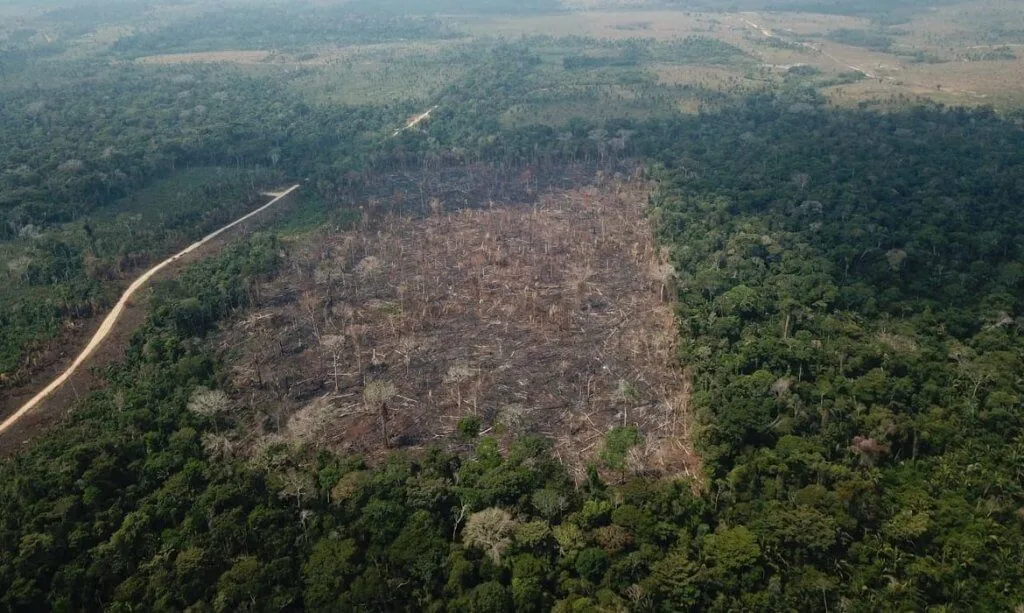 Desmatamento na Amazônia (Foto: Agência Brasil)