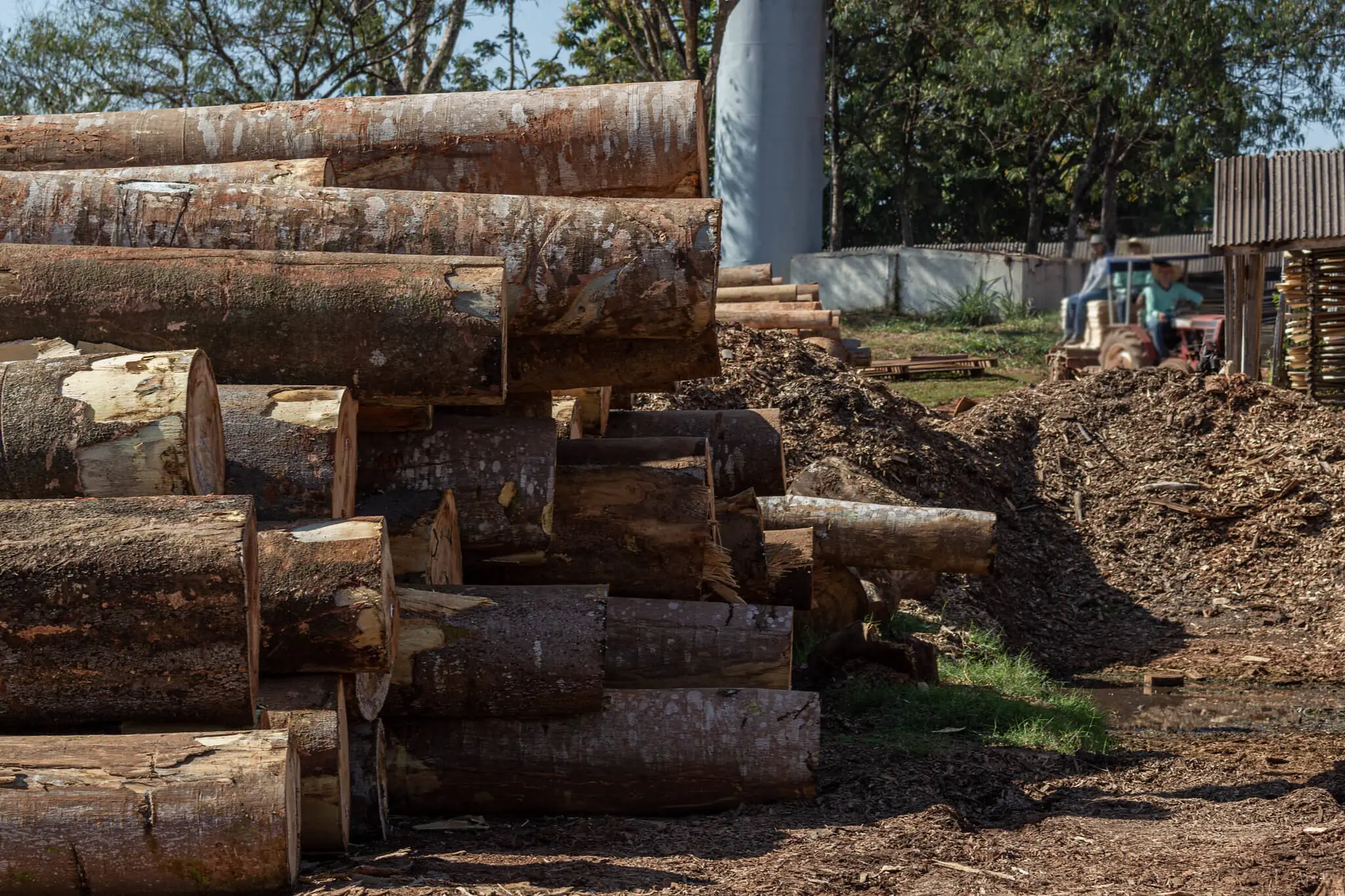Scientists map land grabbing in public forests in the Brazilian Amazon