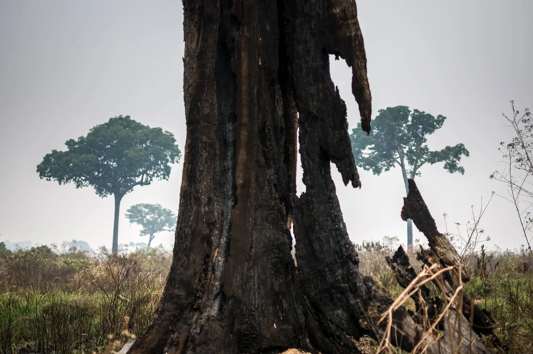 Desmatamento e seca se somam em nova temporada de fogo na Amazônia