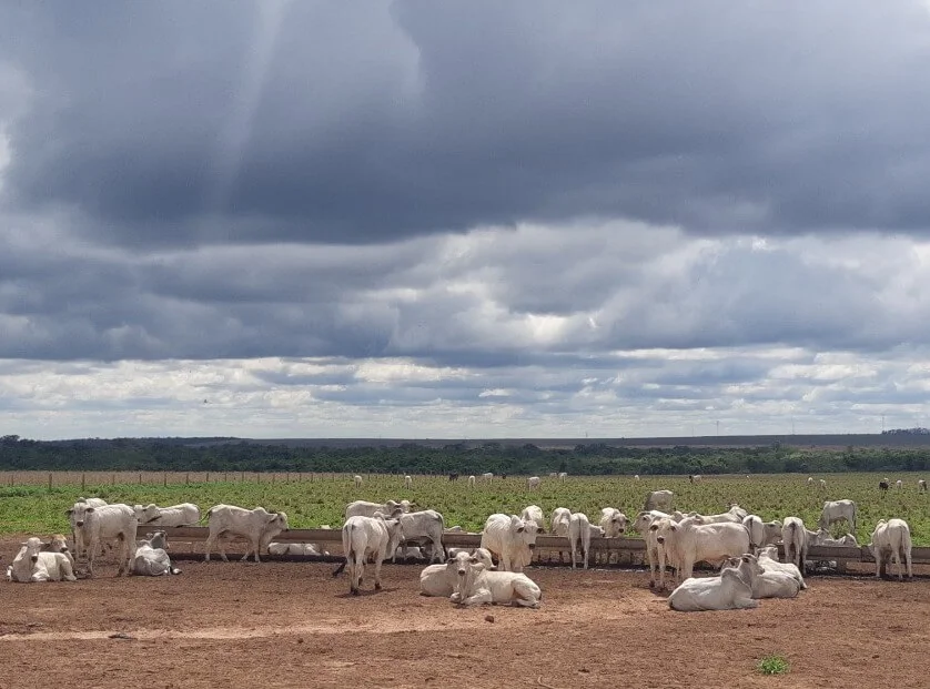Práticas de intensificação da pecuária podem aumentar lucro em até 36%