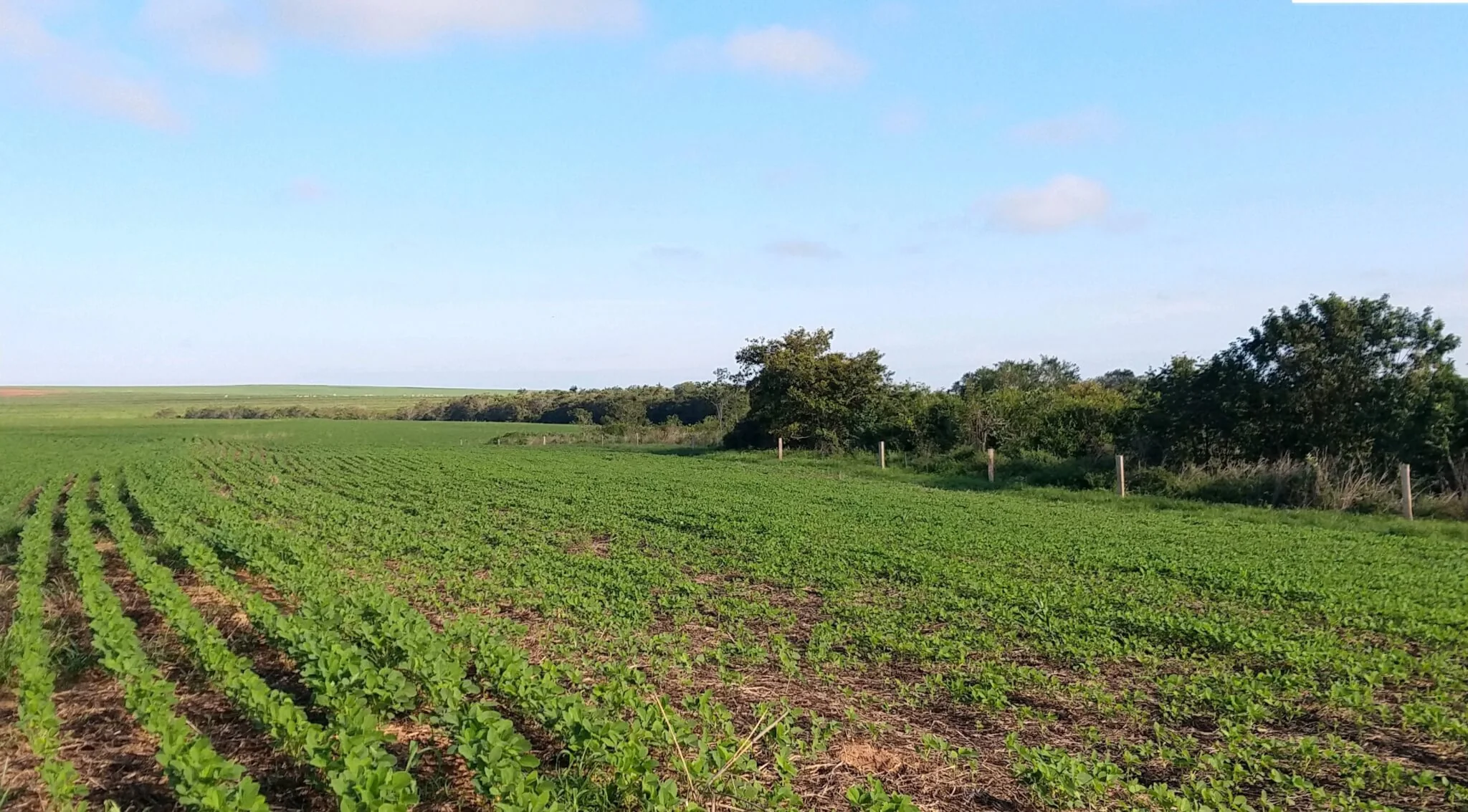 Controle biológico de pragas é solução eficiente para produtor rural