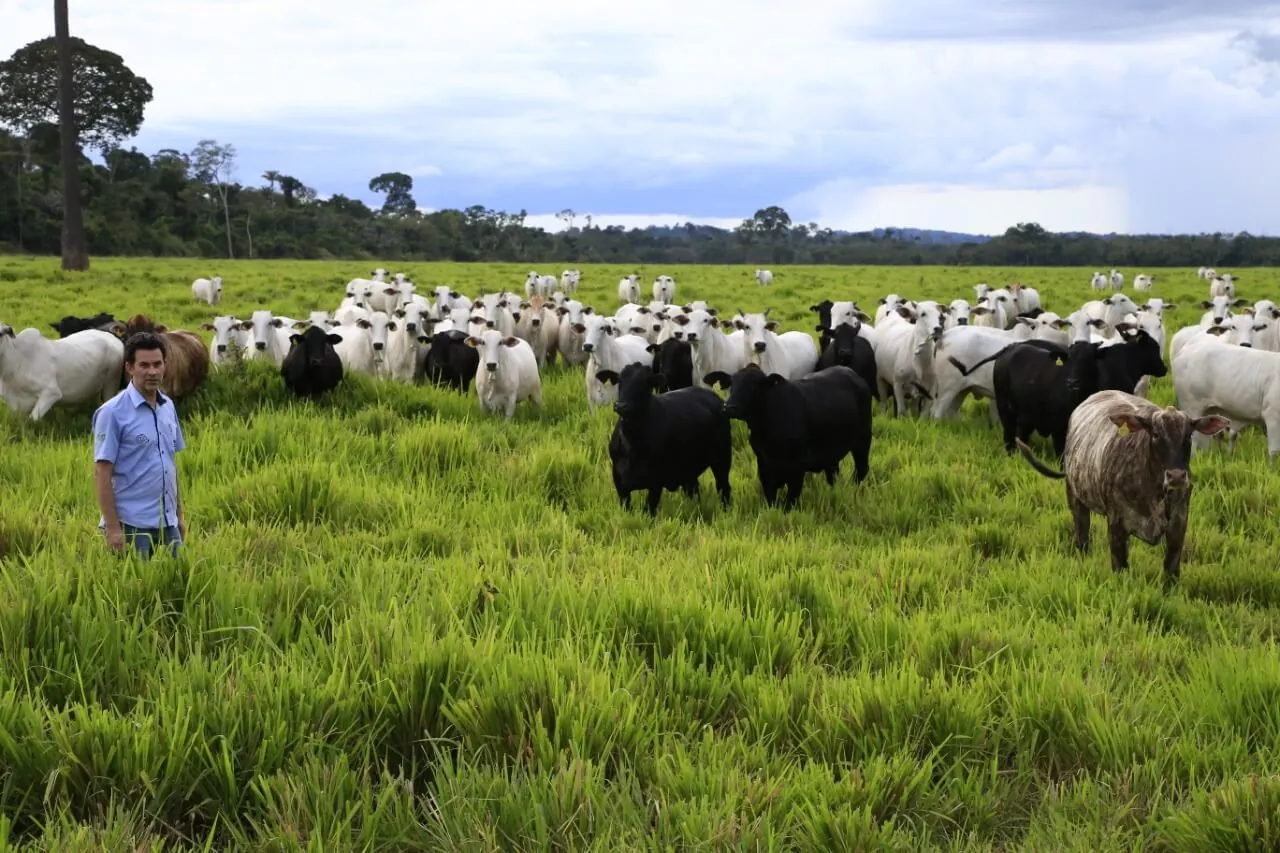 Melhoramento genético do rebanho pode melhorar produção