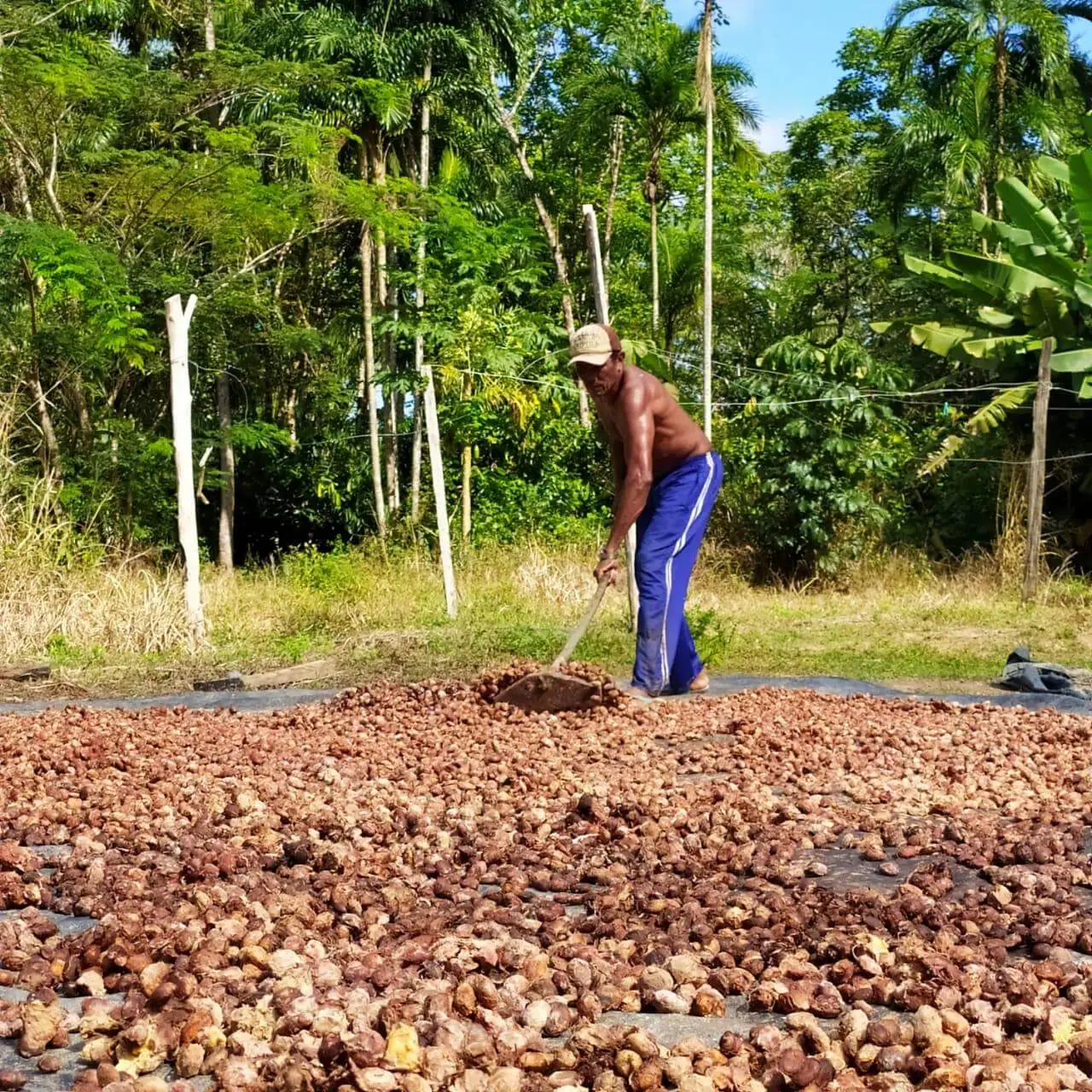 Projeto no Pará visa restaurar 65 hectares de florestas com SAFs