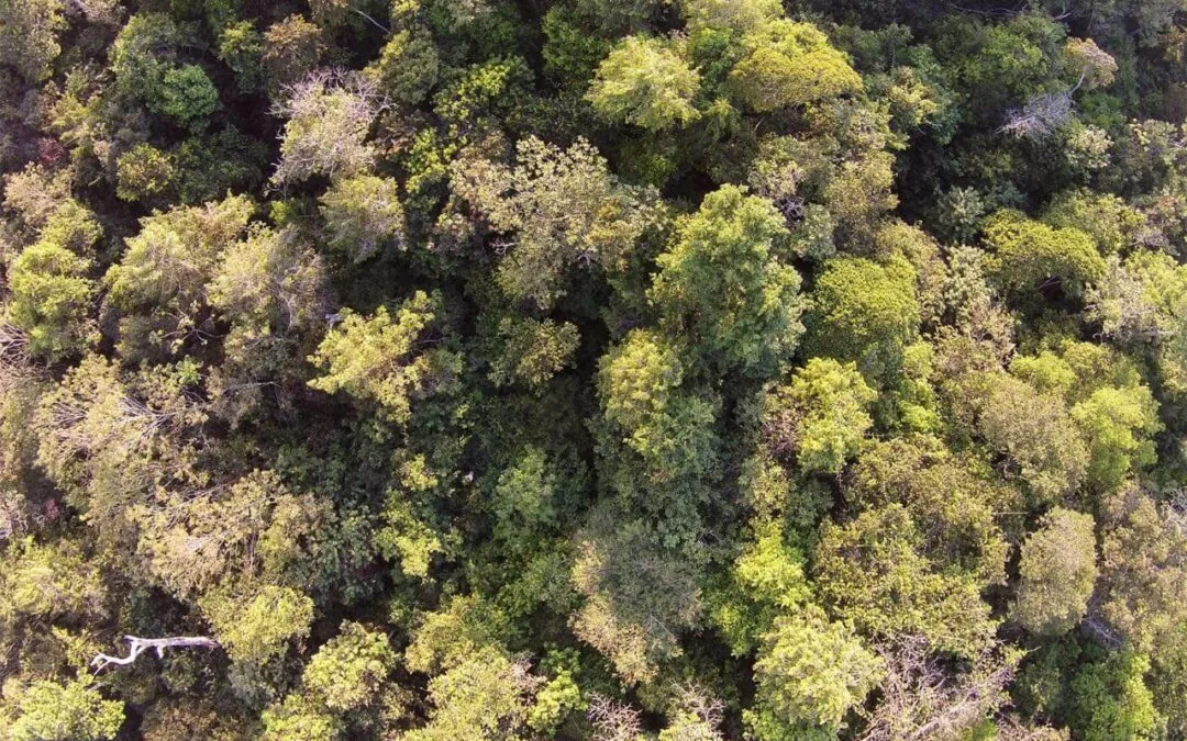 Invasions of Public Forests in the Amazon Increase Brazil’s Carbon Footprint