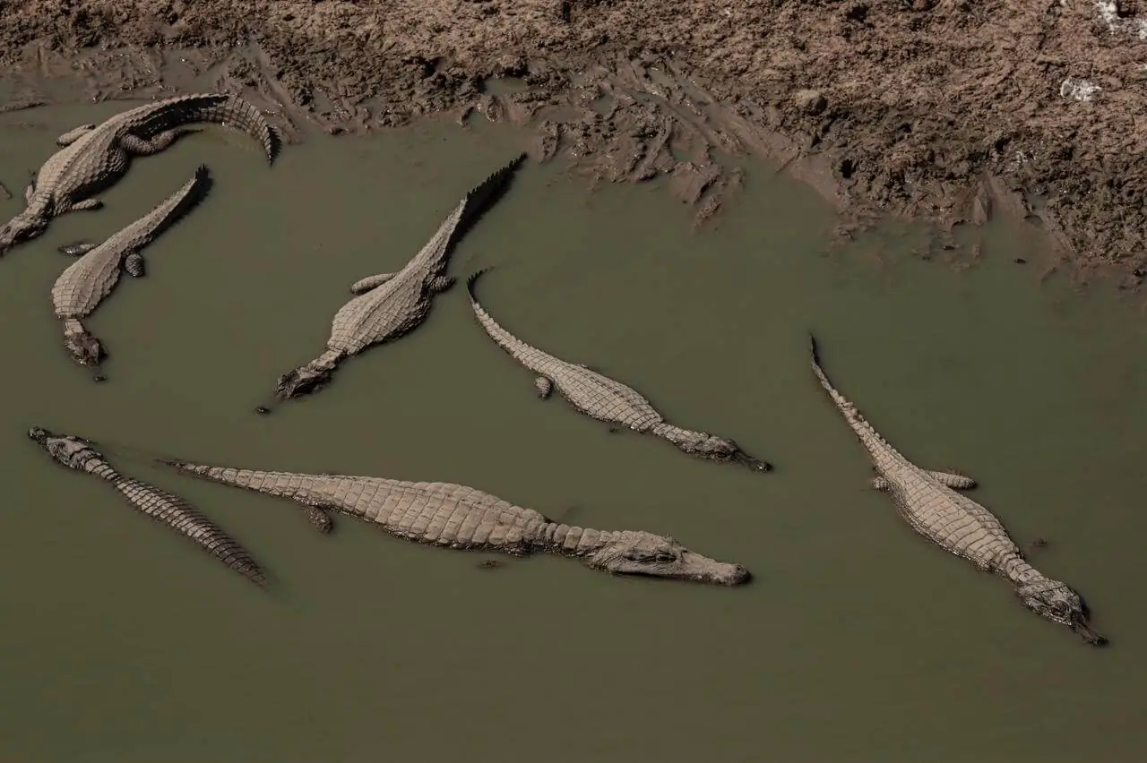 Pantanal fire burns almost a thousand hectares in two days