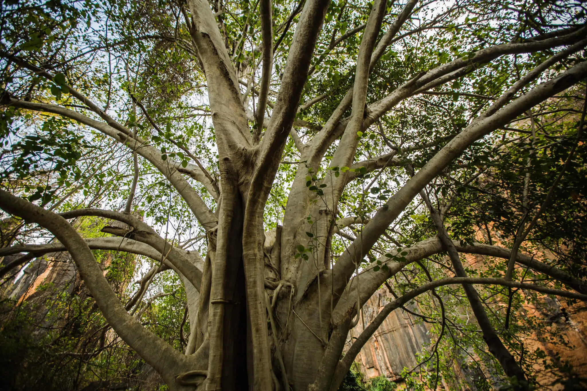 Cerrado tem 5,6 bi toneladas de vegetação nativa, revela estudo