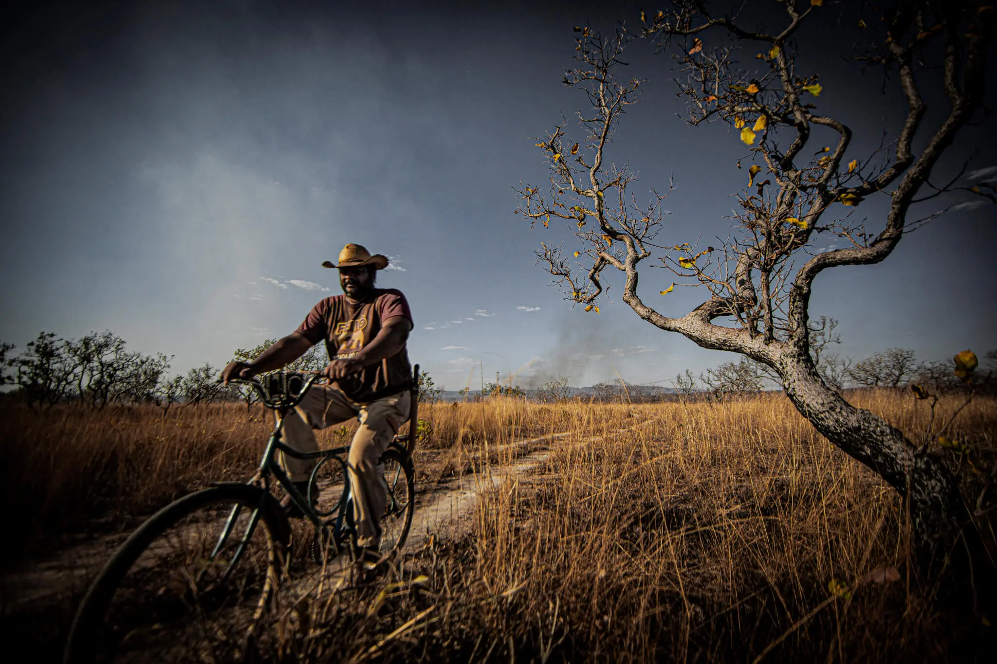 Cerrado perdeu vegetação nativa em 11 de 13 estados na última década