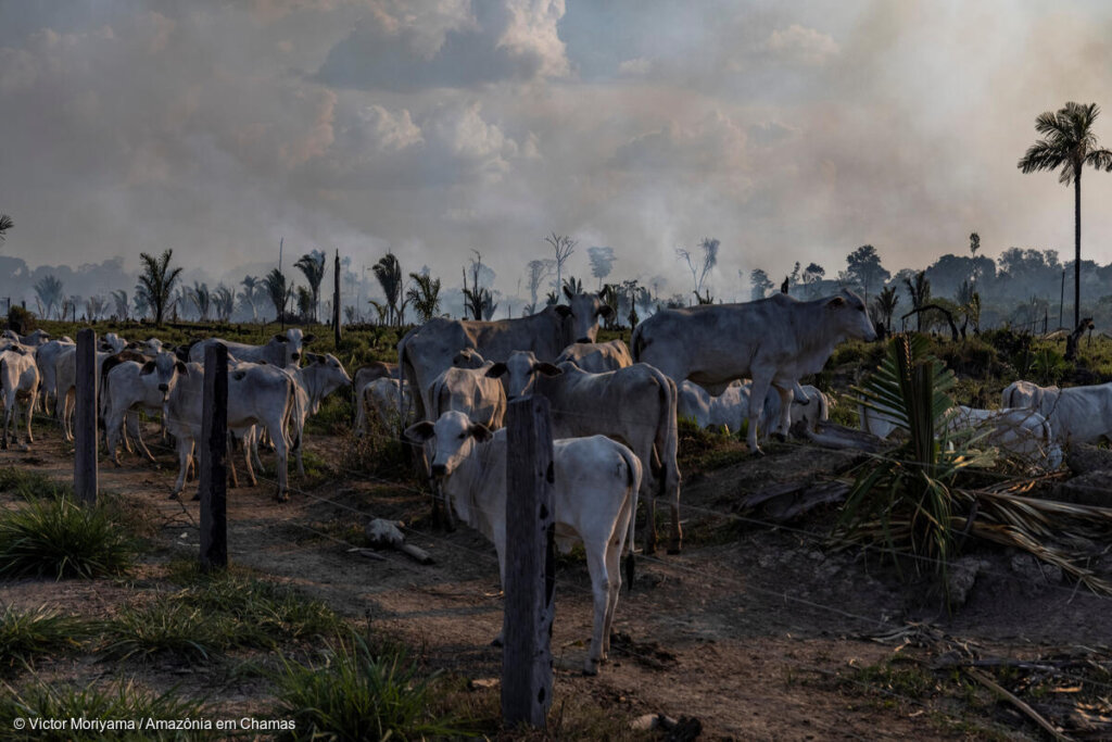 Gado em aérea de desmatamento na Amazônia. © Victor Moriyama/Amazônia em Chamas