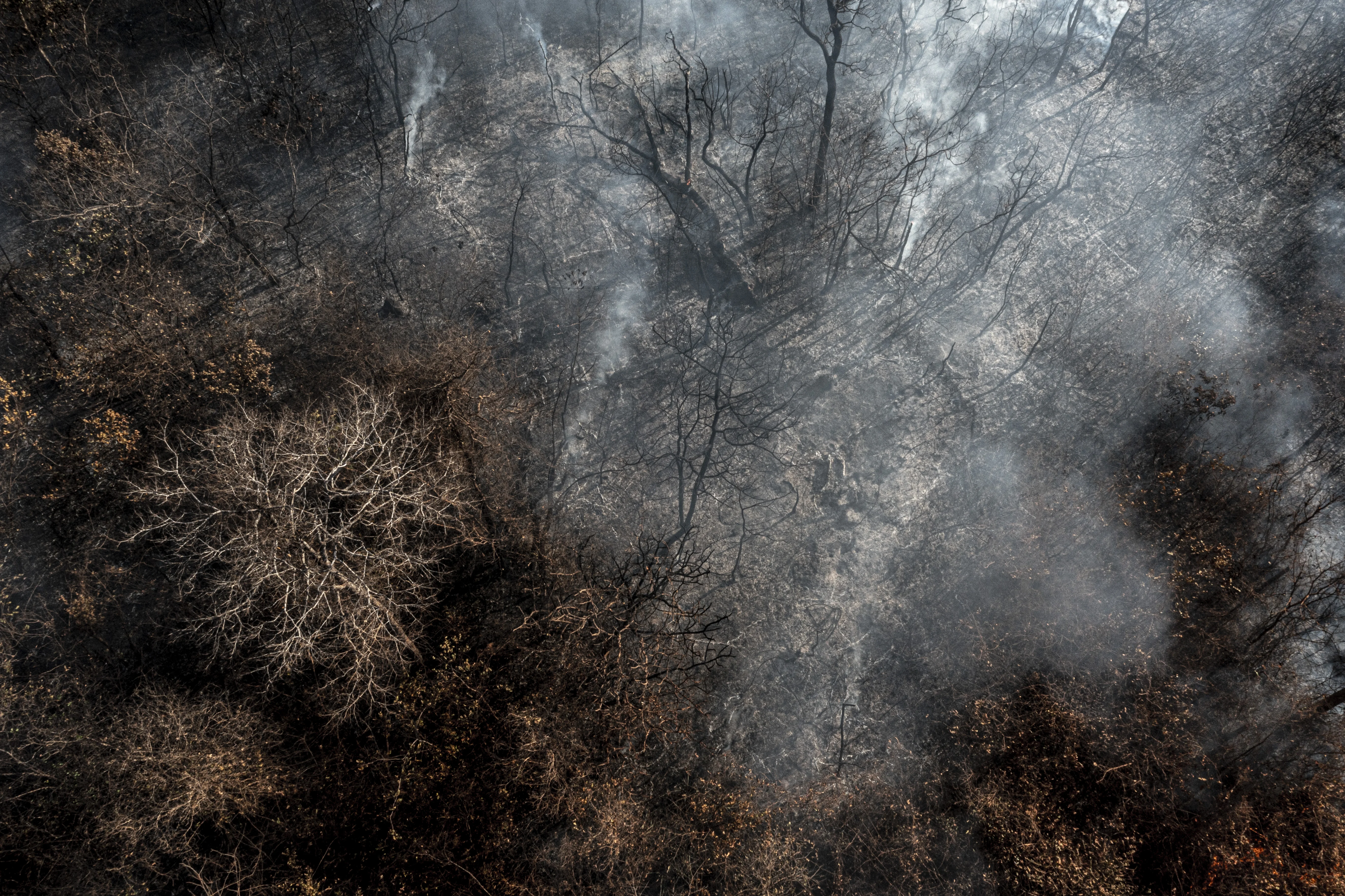 Against global trend, Brazil increased emissions during the pandemic