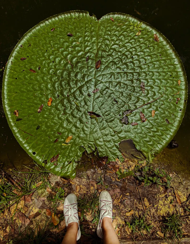 Biodiversidade: Flora em decompor - Foto: Clíssia Monteiro
