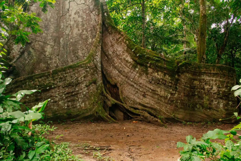 Biodiversidade: Mãe natureza - Foto: Jota Barbosa