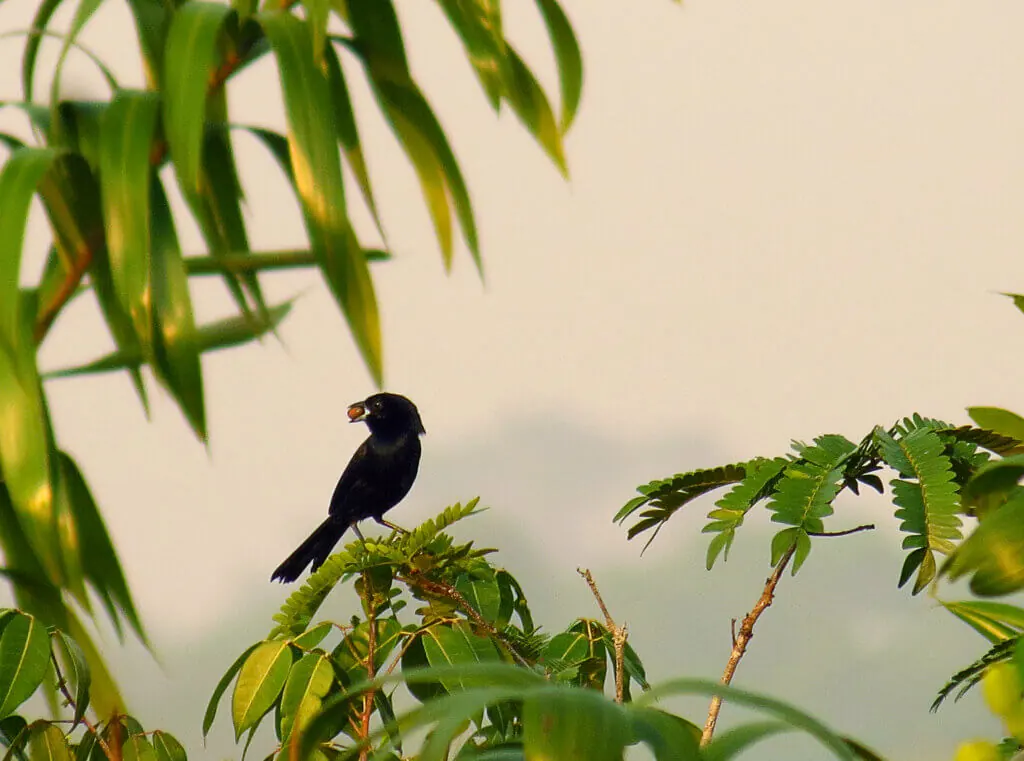 Biodiversidade: Ciclo - Foto: Leonardo Miranda