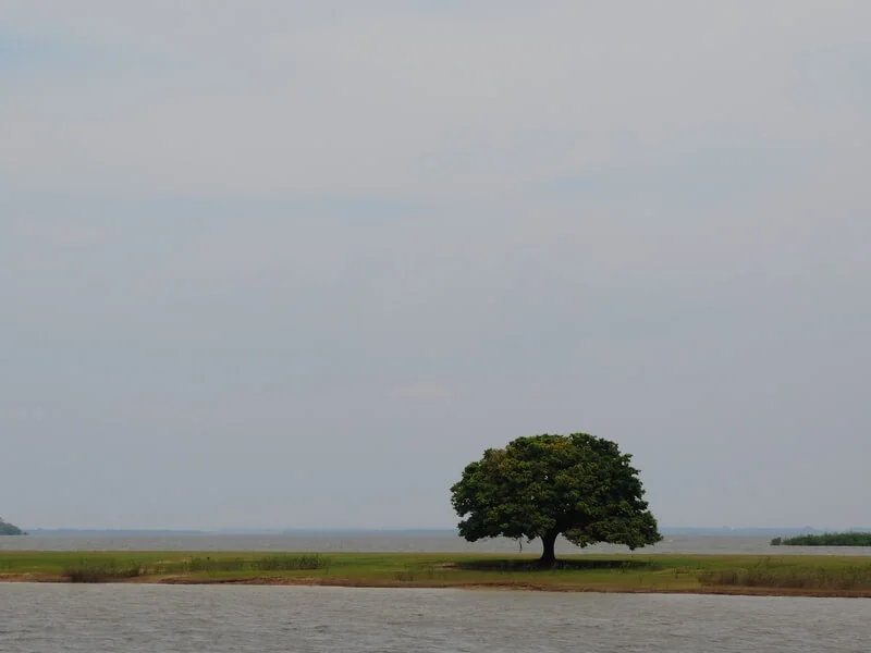 Biodiversidade: Sem título - Foto: Wendell Medeiros