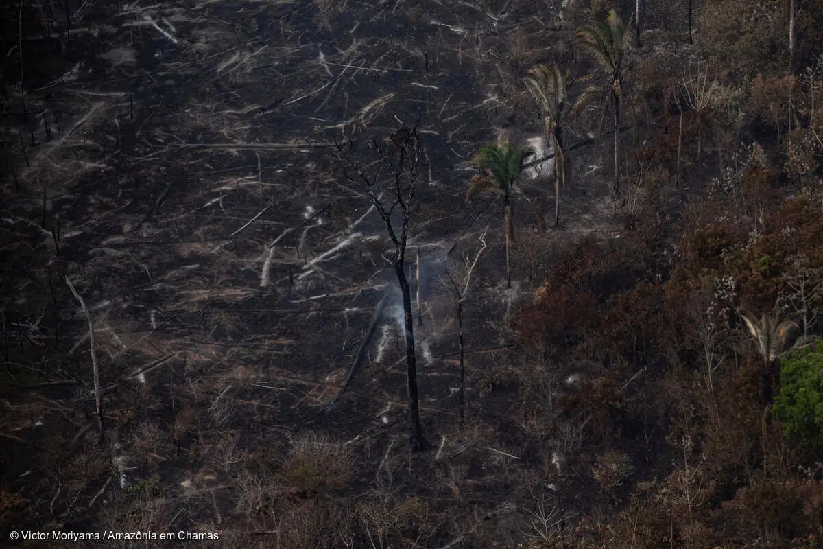 Invasion of public land was the main cause of deforestation in the Amazon