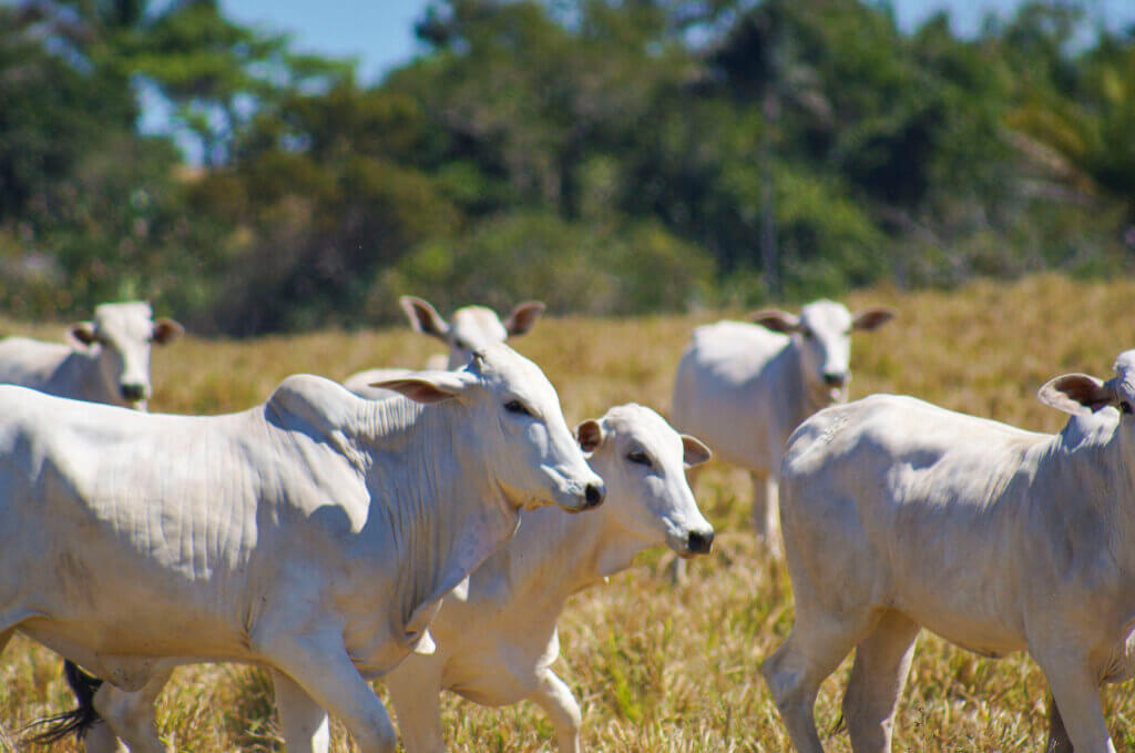 Photo: Daniel Silva/IPAM