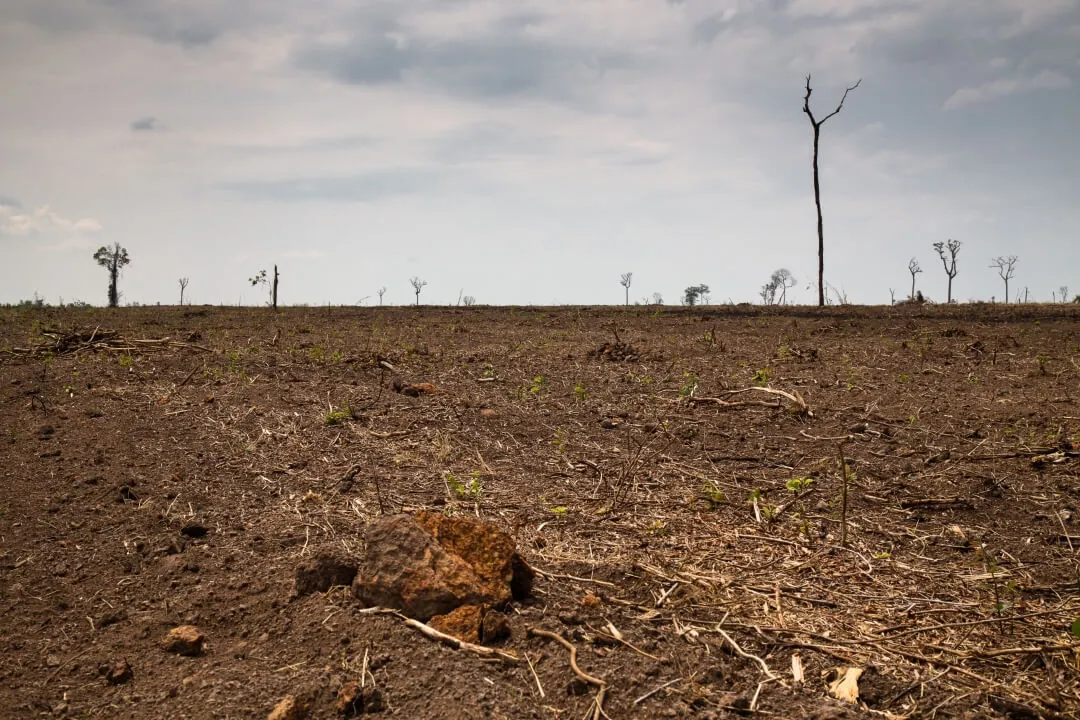 Matopiba bate recorde histórico de desmatamento no Cerrado
