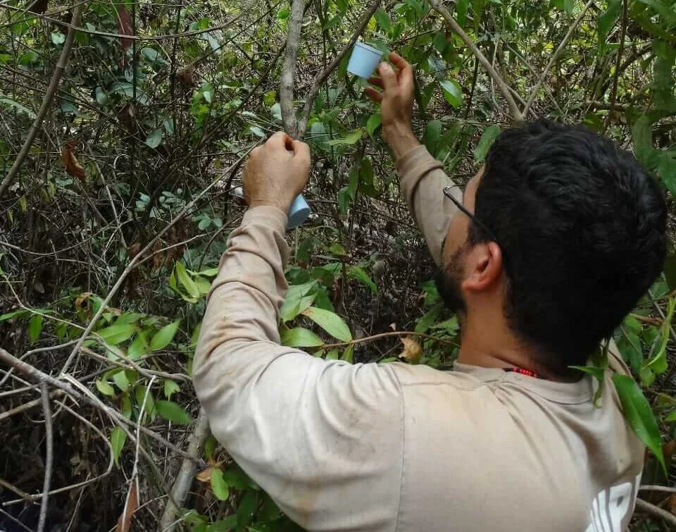 Formigas de solo sofrem mais com clima na transição Cerrado-Amazônia