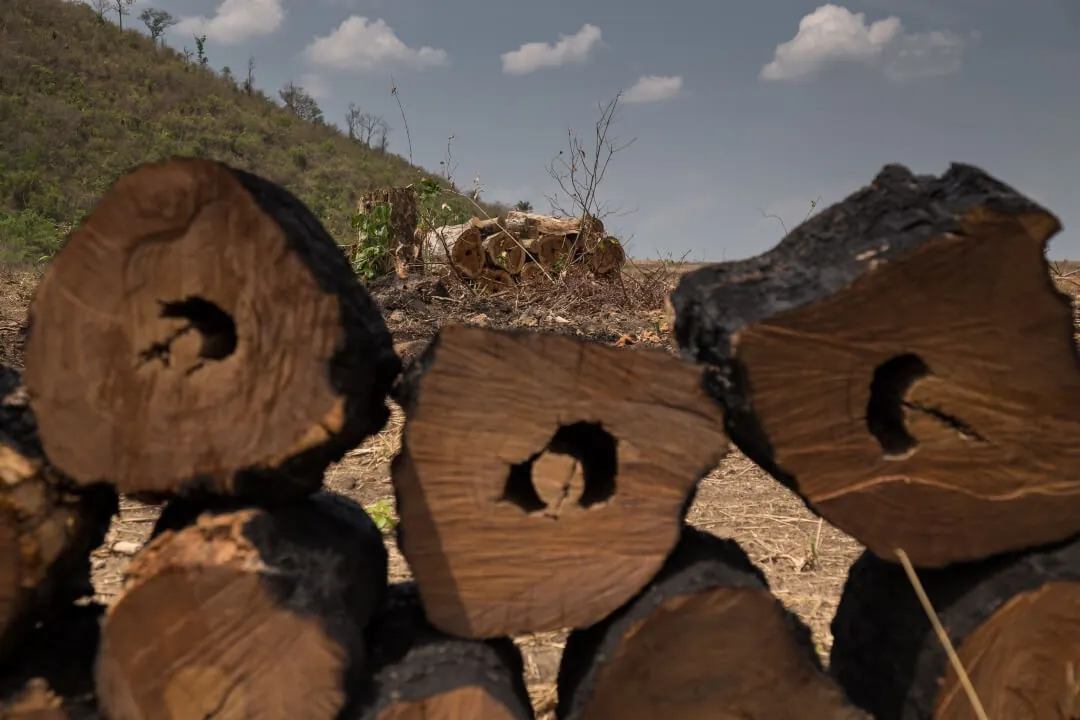 MapBiomas anuncia Sistema de Alerta de Desmatamento no Cerrado
