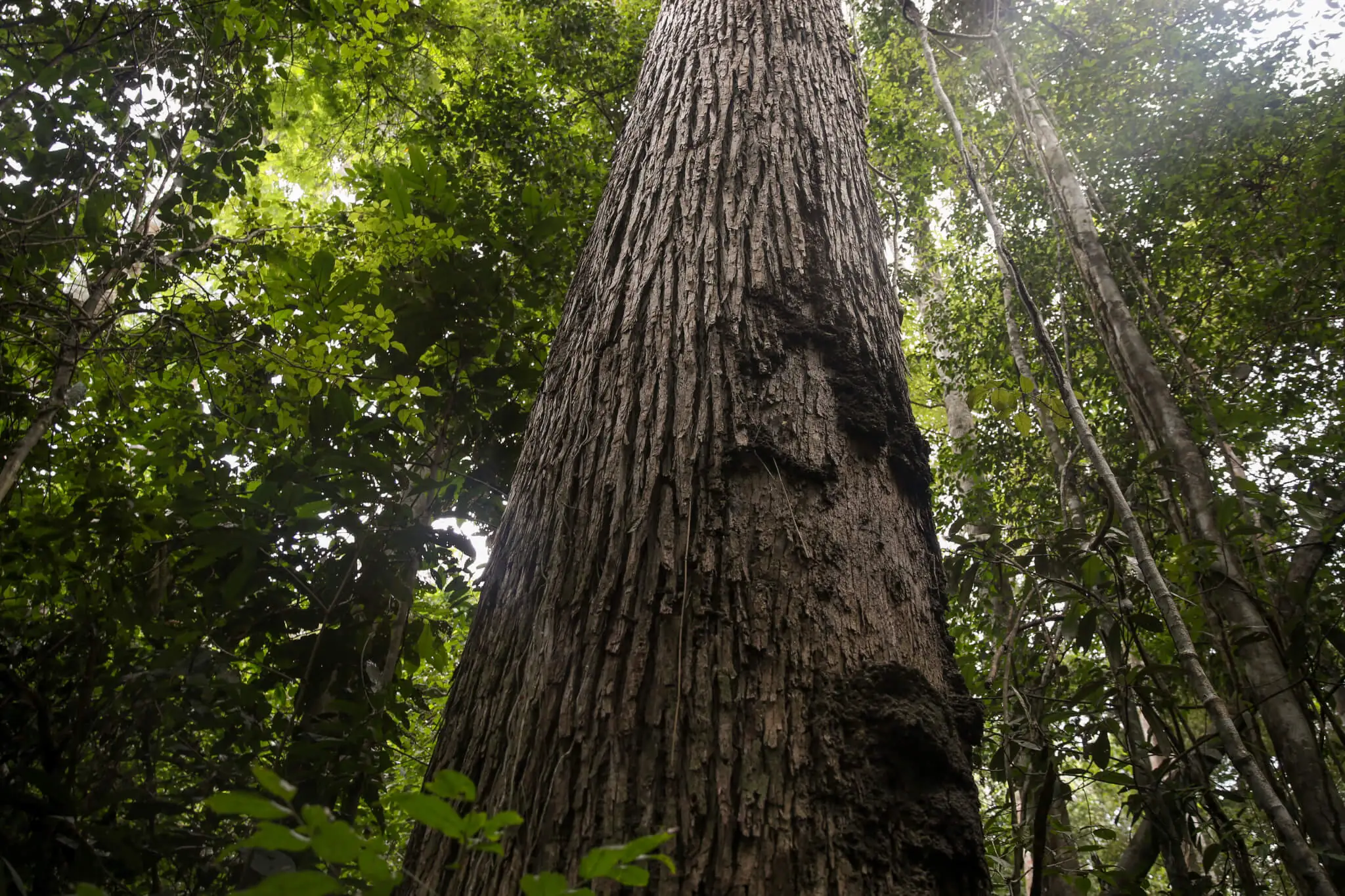 Brasil deve retomar lições do passado para combater desmatamento na Amazônia