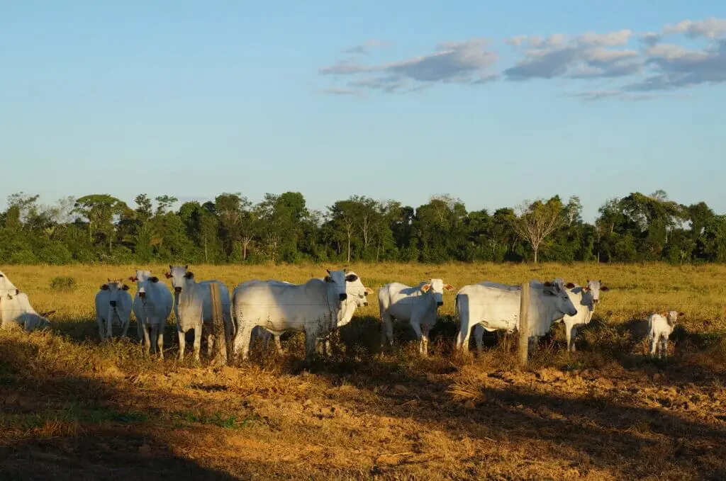Foto: Daniel Silva/IPAM