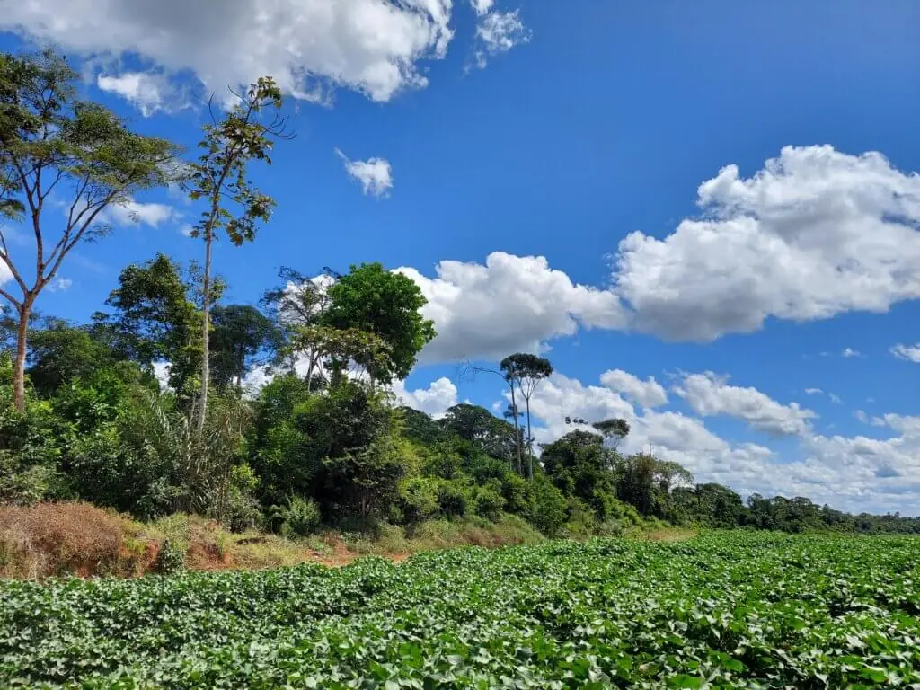 Área contratada pelo CONSERV. Atualmente, o programa é responsável por evitar a emissão de 1,8 milhões de toneladas de CO₂. Foto: Sara Pereira / IPAM
