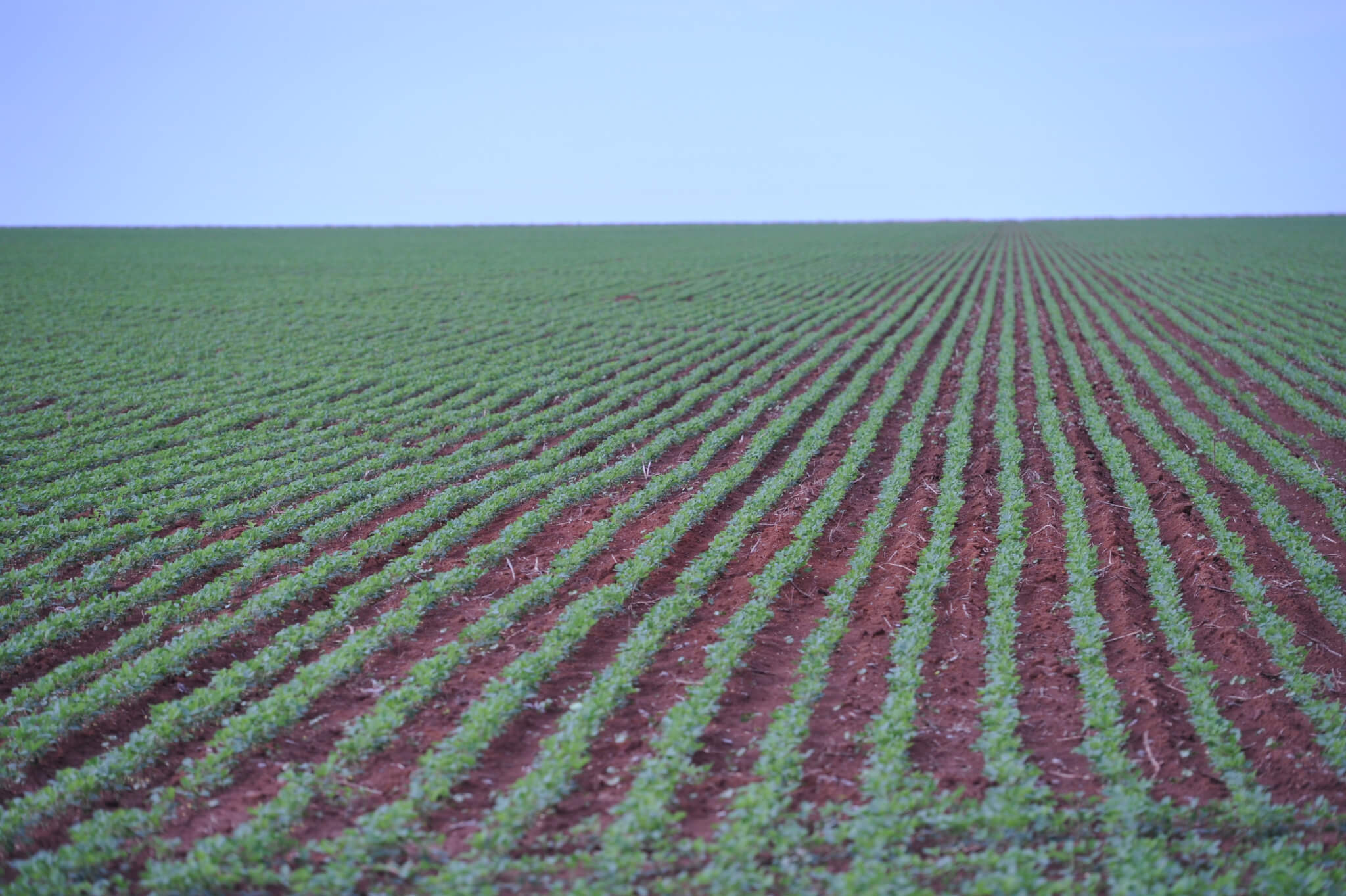 Sem Moratória da Soja, cresce insegurança de mercado, diz IPAM