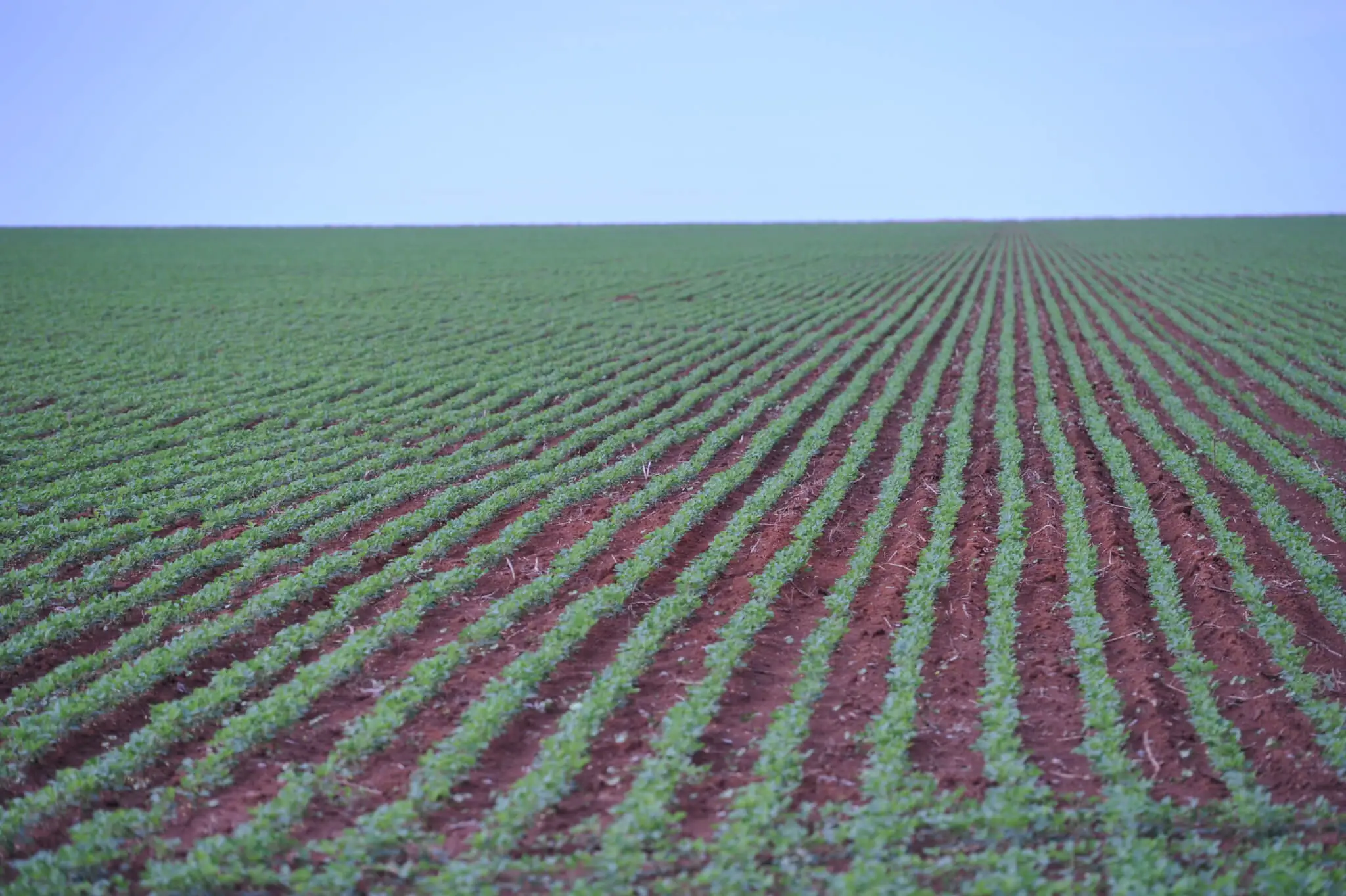 Without Soy Moratorium, market insecurity grows, says IPAM