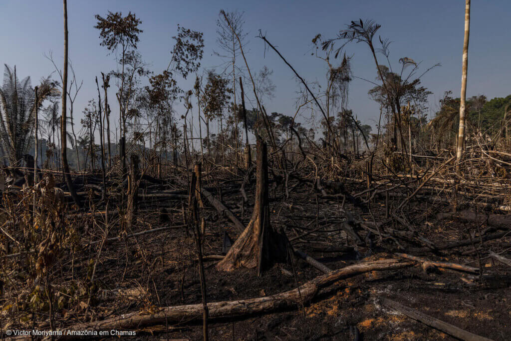 Ipam Amaz Nia Ap S S Culos De Manejo Bem Sucedido Regime De Fogo No Xingu Est Mudando
