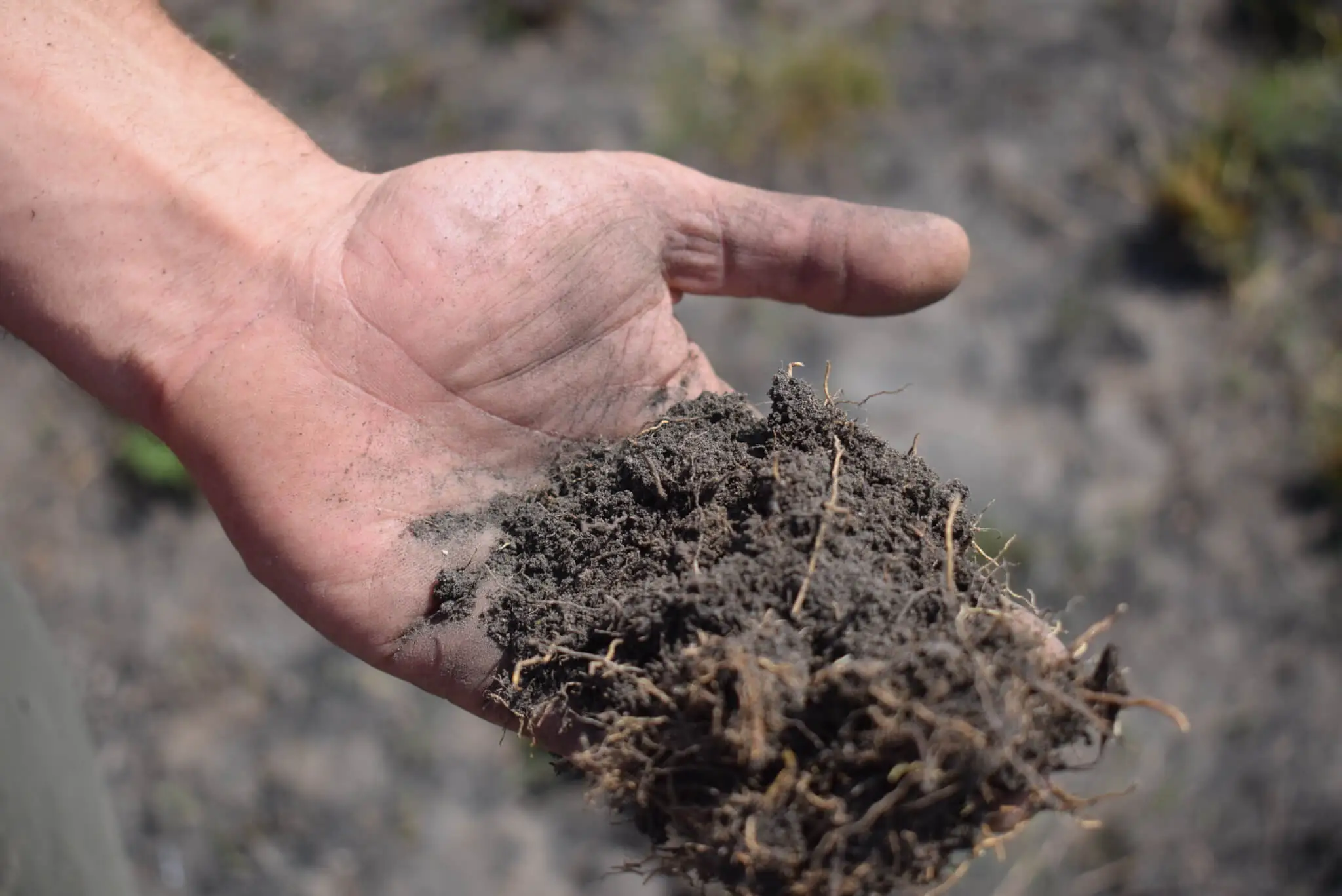 Amazônia e Cerrado foram os biomas mais queimados em agosto