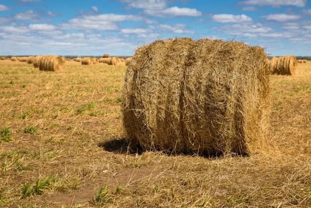 Os efeitos do desmatamento podem se estender para outras regiões que dependem do Cerrado para a provisão de água. Foto: Thomas Bauer.