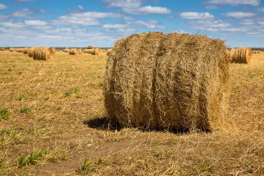 Com o avanço do desmatamento, calor e seca aumentam no Cerrado