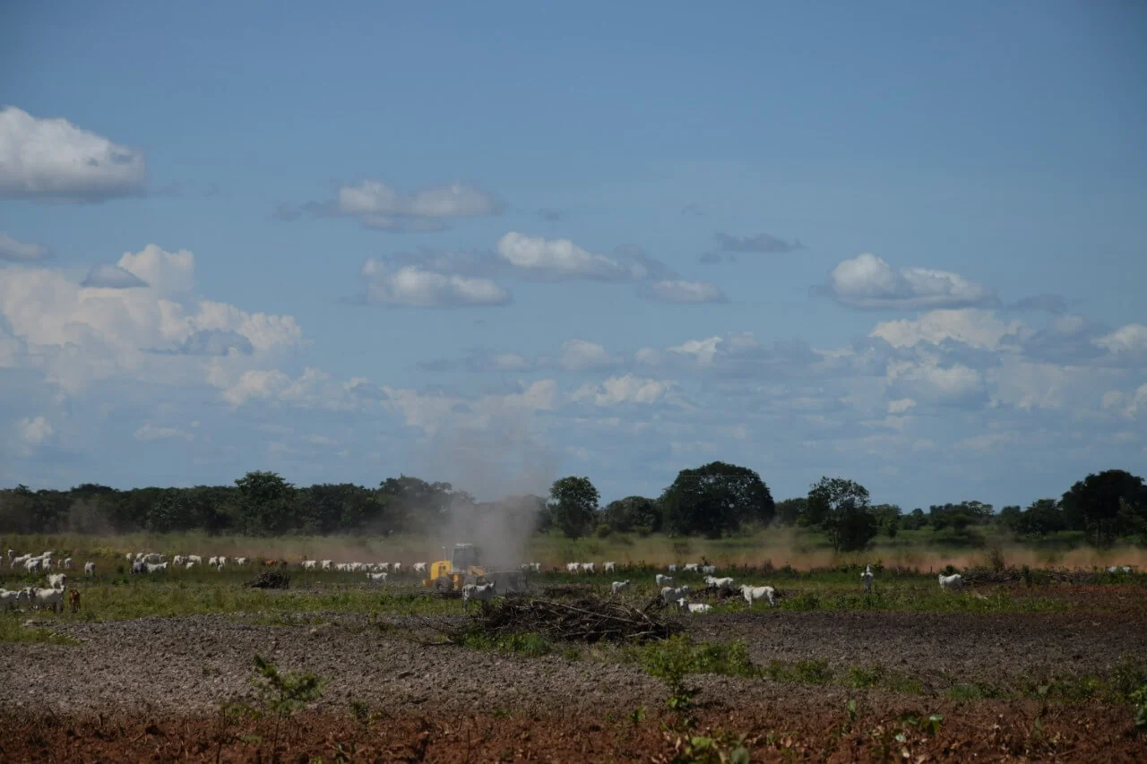 IPAM anuncia novo Sistema de Alerta de Desmatamento do Cerrado