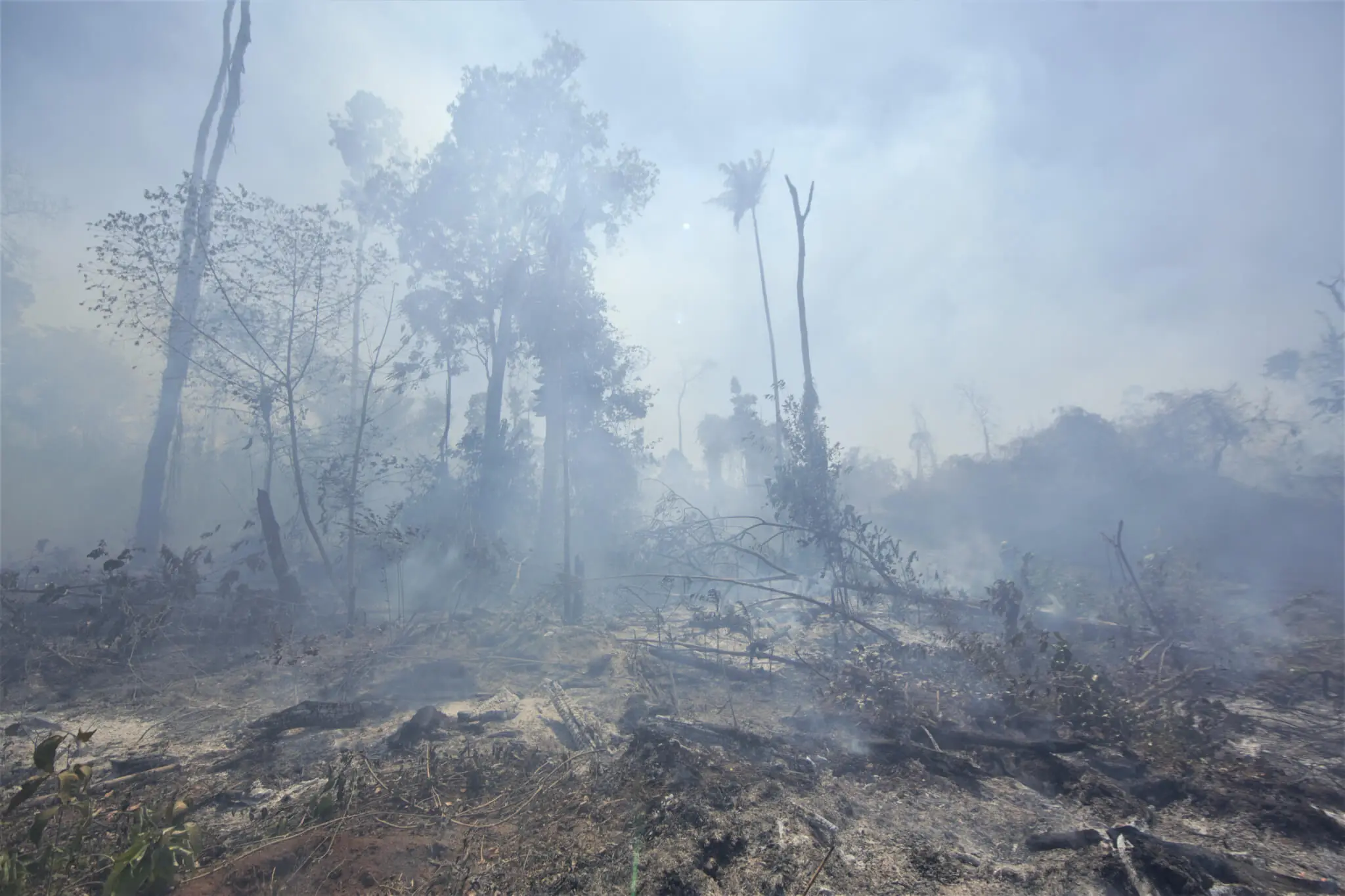 Brasil pode ser primeiro a zerar emissões líquidas, afirmam pesquisadores
