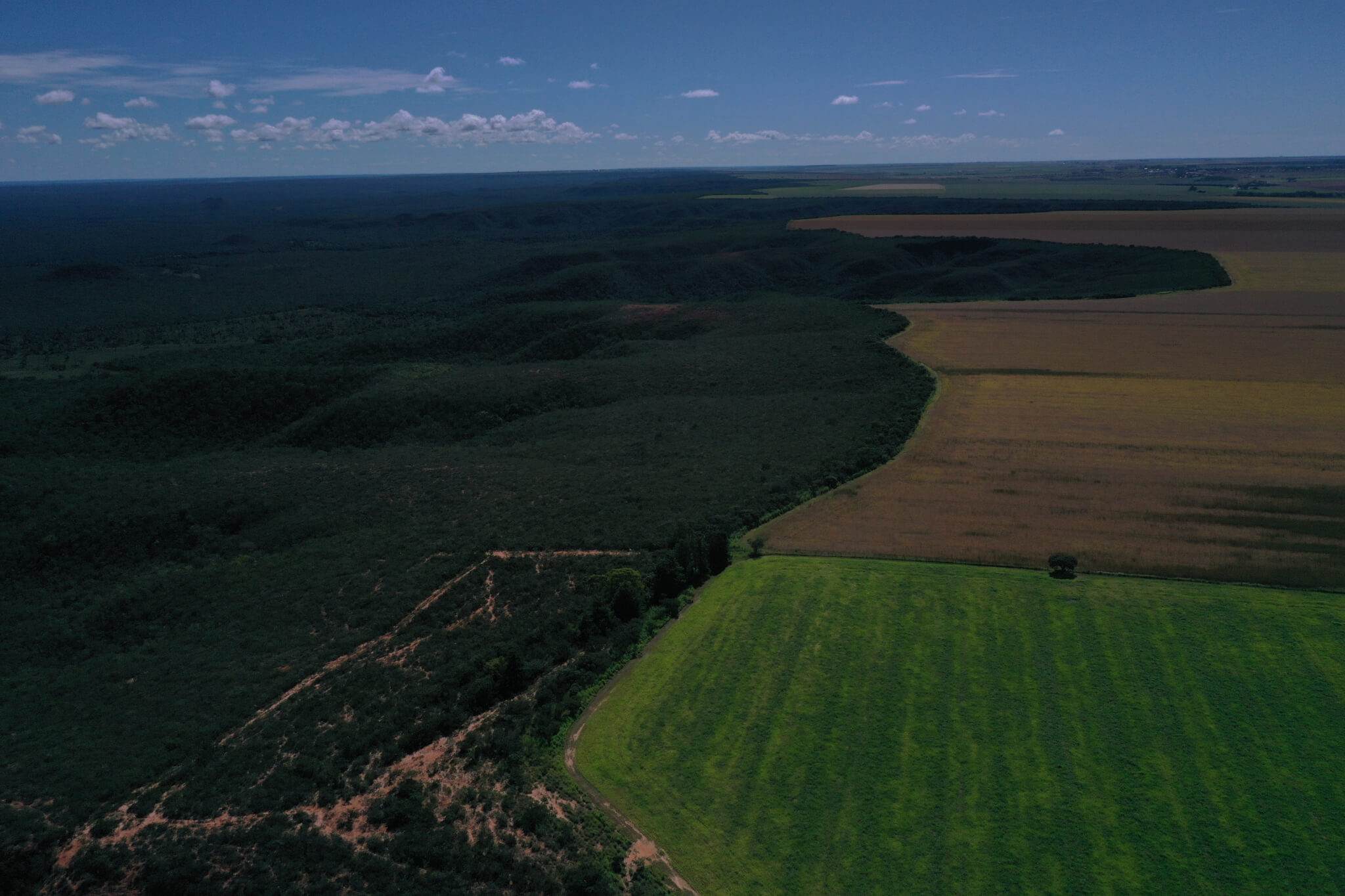 Desmatamento no Matopiba faz Cerrado perder área equivalente a Palmas