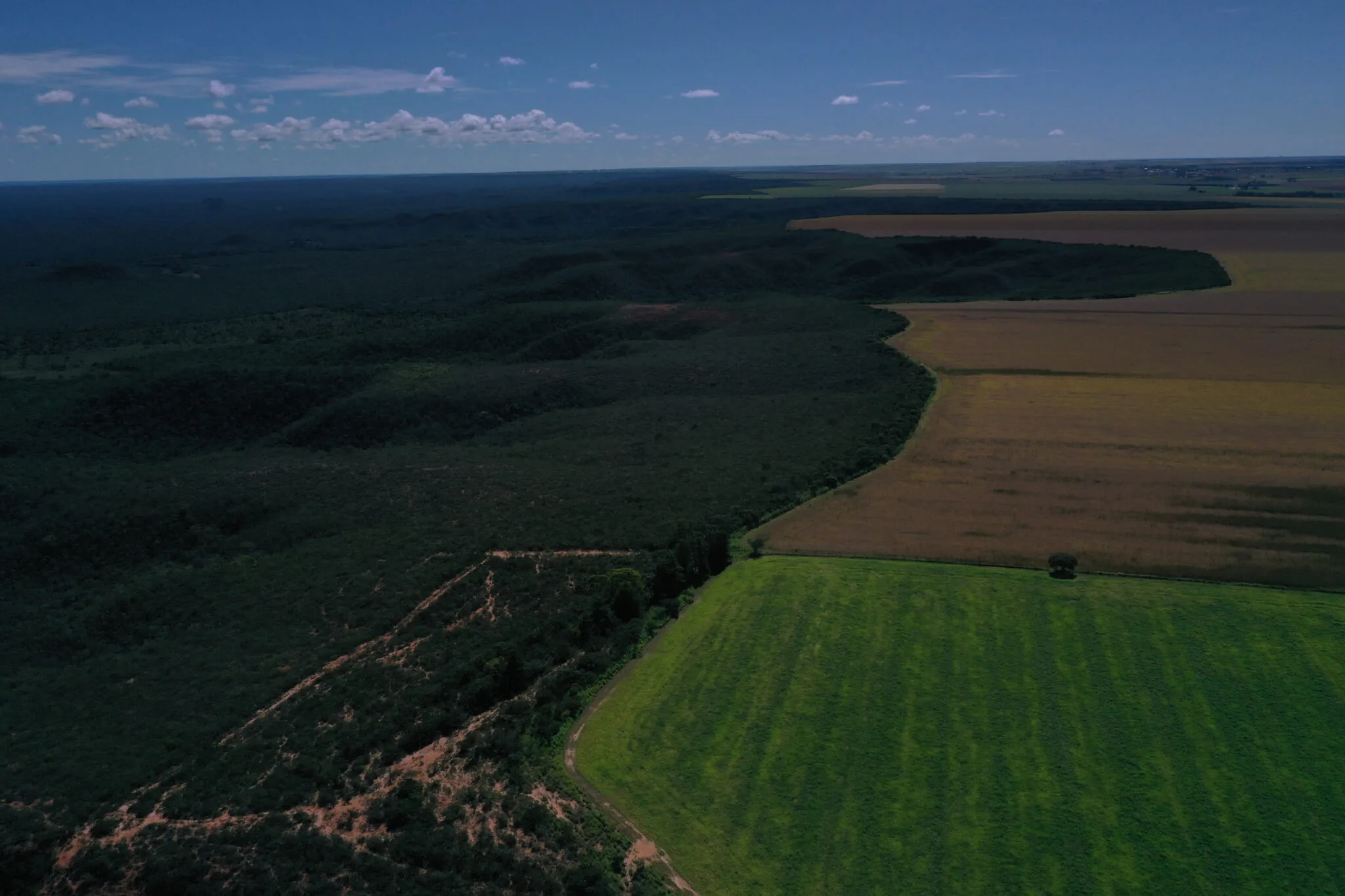 Desmatamento no Matopiba faz Cerrado perder área equivalente a Palmas