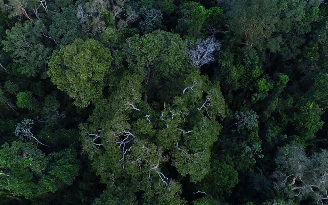 REDD+ conta com participação de pesquisadores do IPAM desde sua concepção