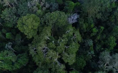 REDD+ conta com participação de pesquisadores do IPAM desde sua concepção