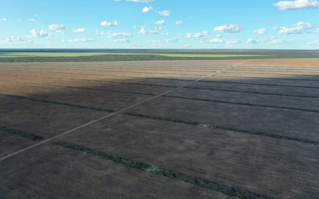 Desmatamento do Cerrado sobe 88% na Bahia e no Piauí em janeiro