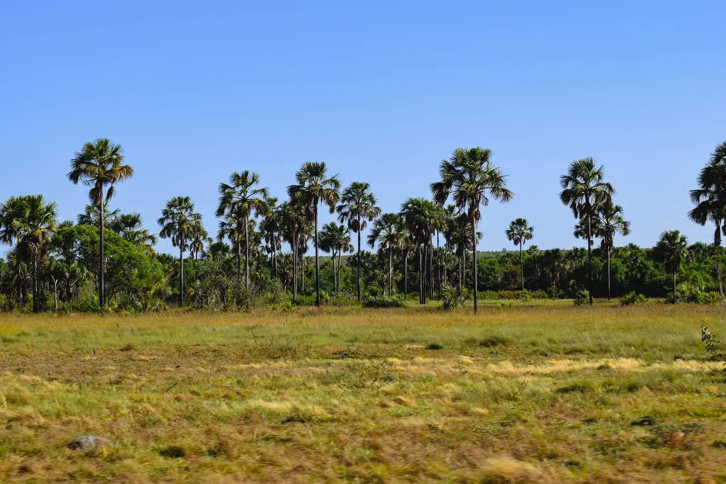 Áreas úmidas do Cerrado garantem água, mas estão secando