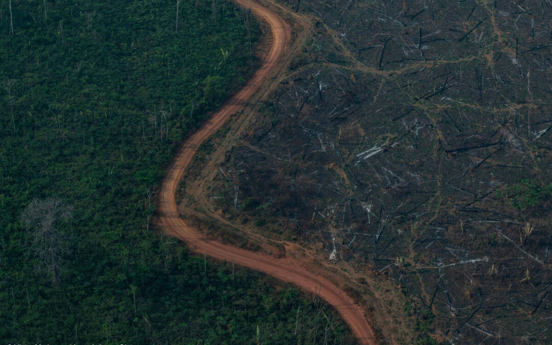 IPAM e Abrampa apresentam medidas contra grilagem na Amazônia