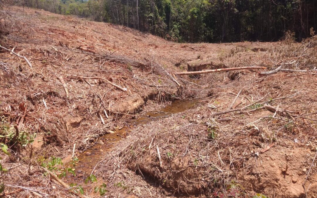 Bahia, Goiás e Minas Gerais batem recordes de desmatamento do Cerrado