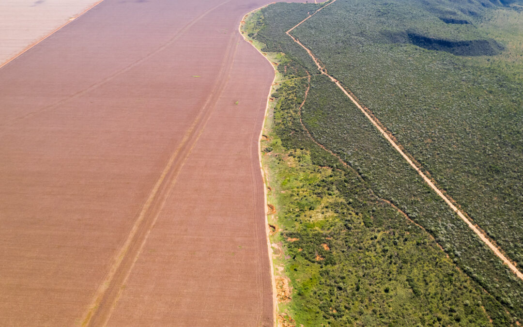 Desmatamento do Cerrado sobe 35% no primeiro trimestre de 2023