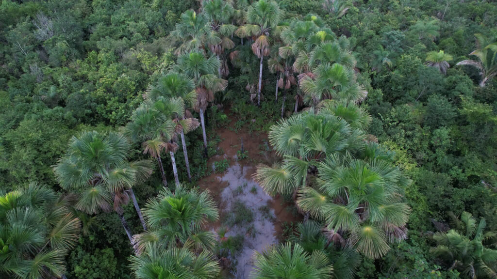 Como o Buriti, IPAM está presente nos biomas Amazônia e Cerrado. Foto: Rafael Coelho/IPAM
