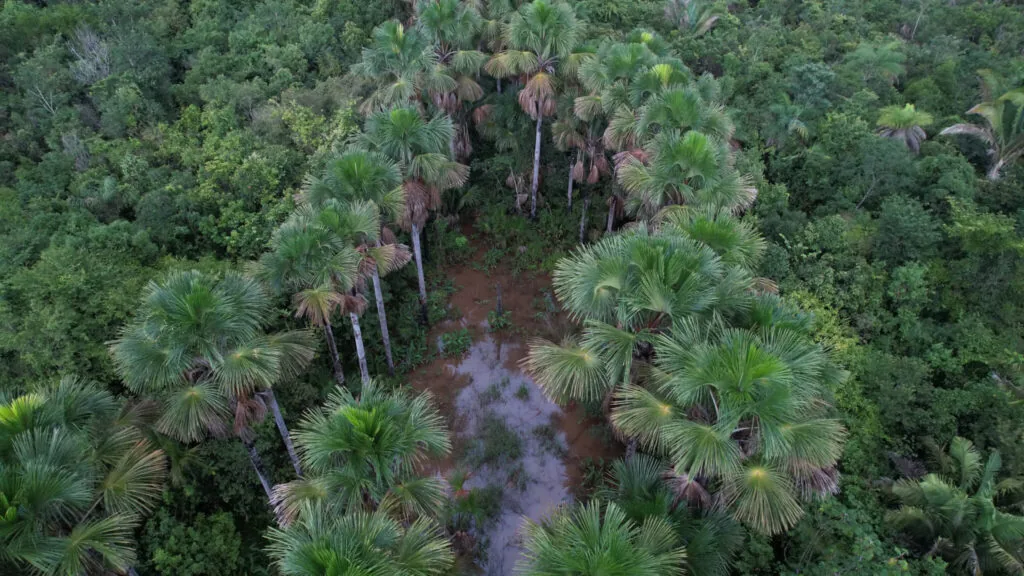 Como o Buriti, IPAM está presente nos biomas Amazônia e Cerrado. Foto: Rafael Coelho/IPAM
