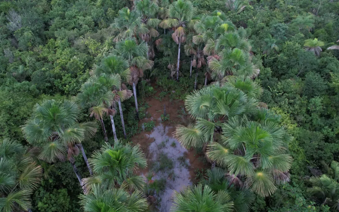IPAM estreia coluna quinzenal no portal Jota nesta terça-feira