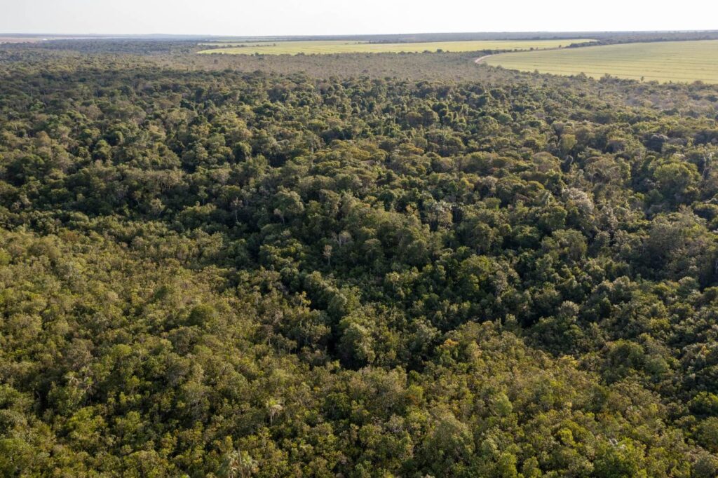 Vegetação nativa registrada na Fazenda Itamarati, da empresa Amaggi. Foto: Flávio André/Amaggi